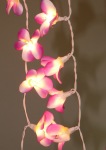 Pink & Yellow Frangipani Style - fairy lights
